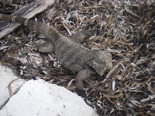cuba 2008 043.jpg